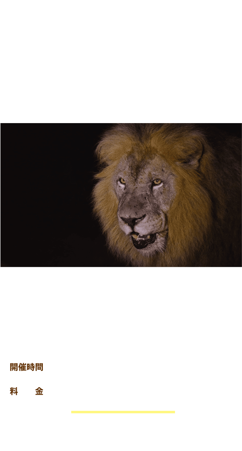 Lion Night