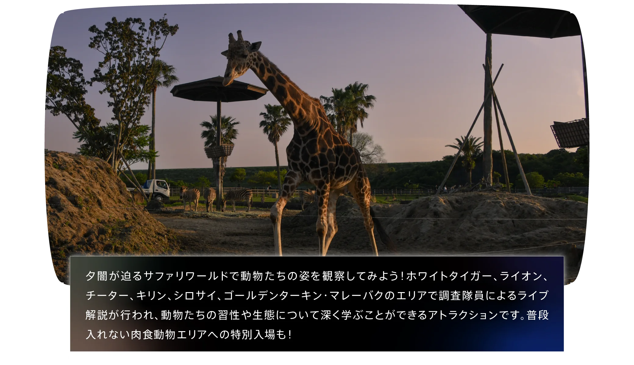 ナイトサファリハイキング