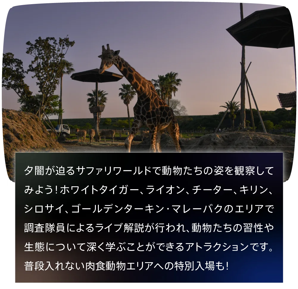 ナイトサファリハイキング