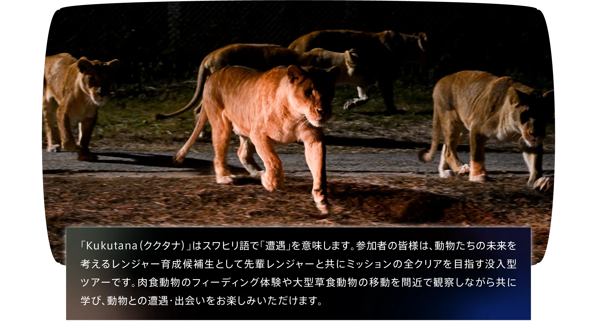 ナイトサファリハイキング