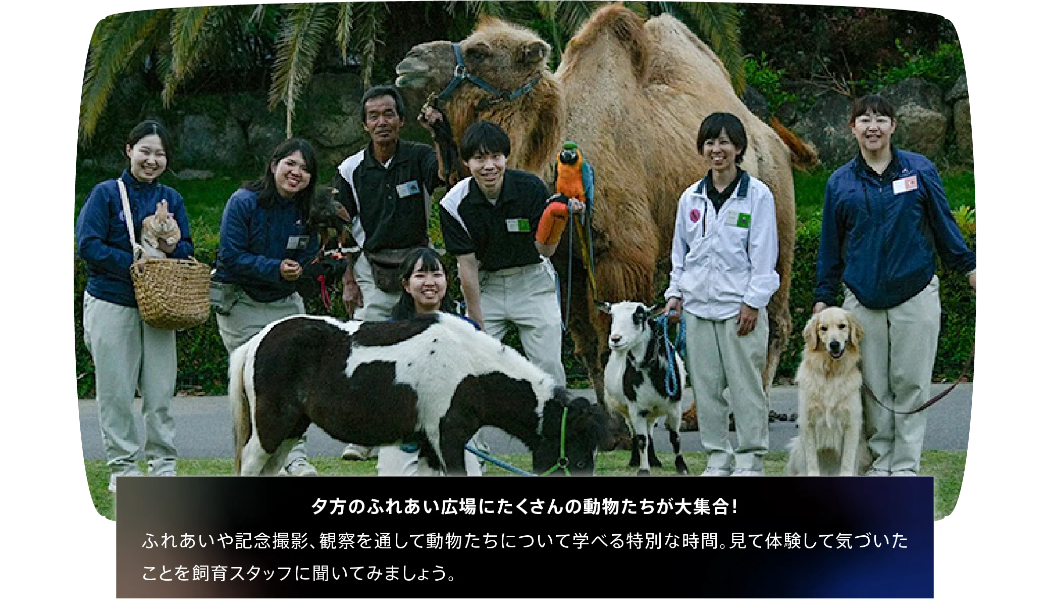 ナイトふれあいパーク